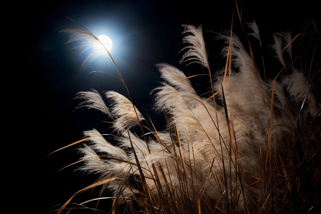 《胸の奥で、色づくもの》 — 心にそっと宿る気配 —